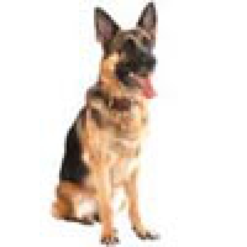 Inscription des chiens